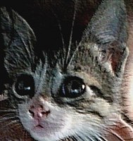 /album/fotografies-de-gats/cropped-2014615-4-jpg/